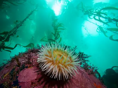 A white anemone on a rock under the kelp canopy