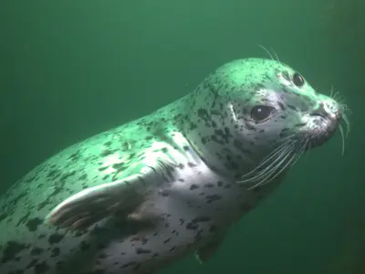 A harbor seal swimming underwater