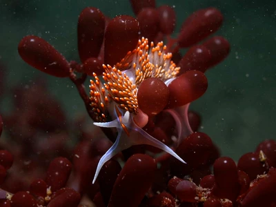 An orange and white opalescent nudibranch crawling over dark red seaweed
