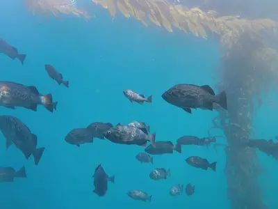 A school of blue rockfish swimming beside a kelp stalk