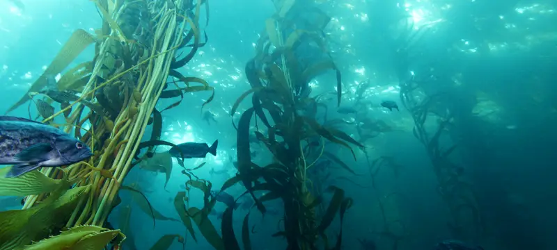 Sunlight through a kelp forest with blue rockfish